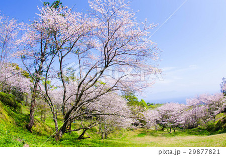 魚見岳の桜 29877821