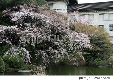 博物館の桜 博物館の桜 29877826