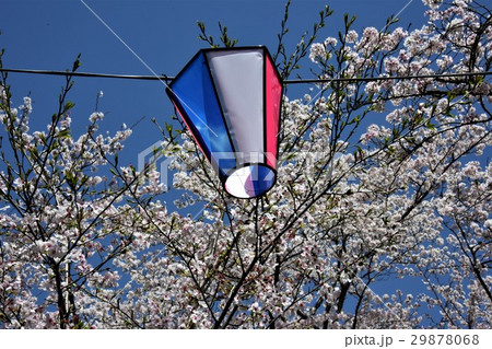 桜祭り 桜祭り 29878068