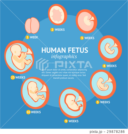 Pregnancy Fetal Growth Stage Development 29878286