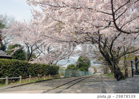 蹴上の桜 29878539