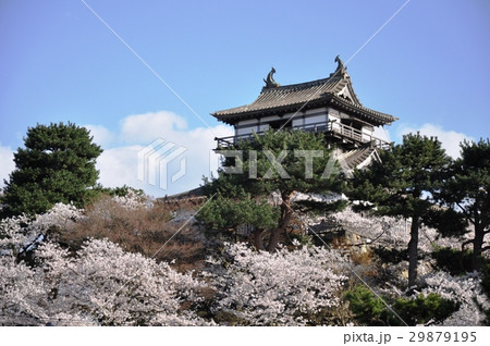 丸岡城とさくら② 29879195