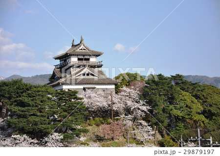 丸岡城とさくら④ 29879197