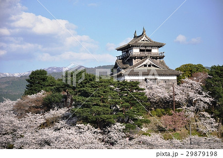 丸岡城とさくら⑤ 29879198