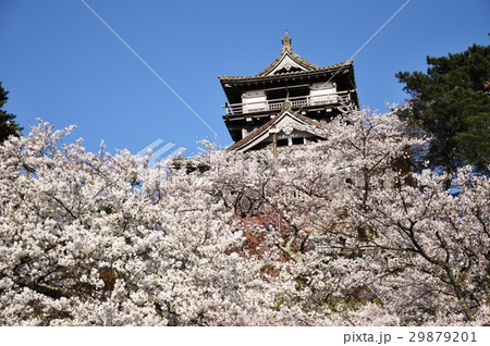 丸岡城とさくら⑦ 29879201