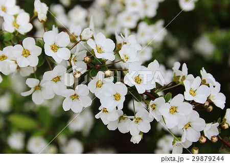 ユキヤナギの花 29879244