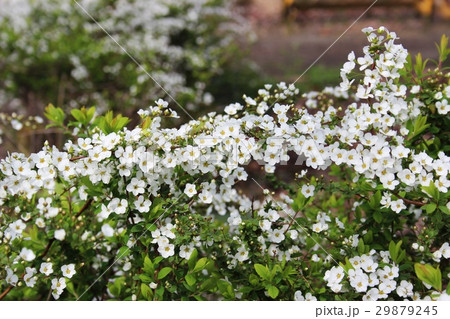 ユキヤナギの花 29879245