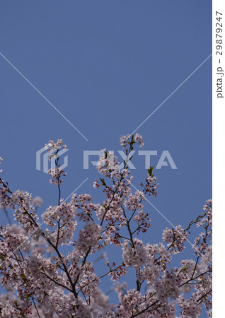 快晴の桜 29879247