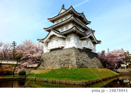 天守に咲く桜 天守に咲く桜 29879943