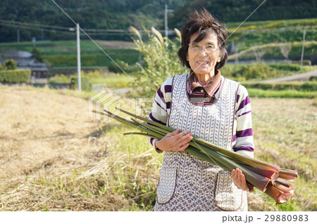 畑仕事をする日本人の高齢者の写真素材 2909