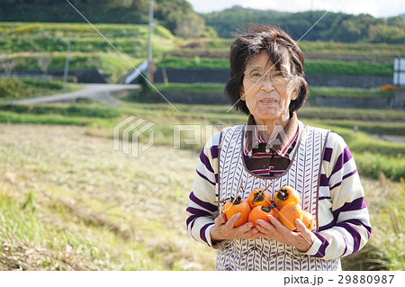畑仕事をする日本人の高齢者の写真素材