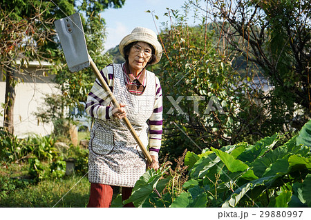 畑仕事をする日本人の高齢者の写真素材