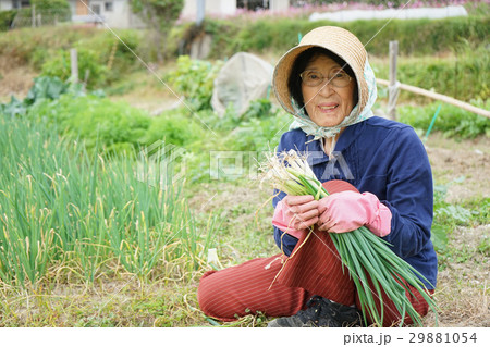 畑仕事をする日本人の高齢者 畑仕事をする日本人の高齢者 29881054