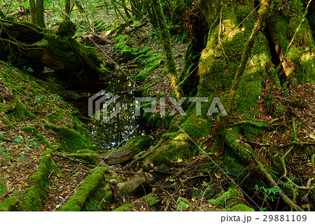 鹿児島 屋久島の自然 鹿児島 屋久島の自然 29881109
