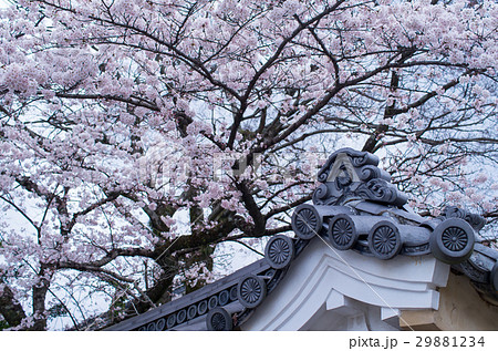 菊の御紋と桜 29881234