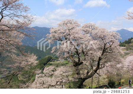 高知県仁淀川町　ひょうたん桜 29881253