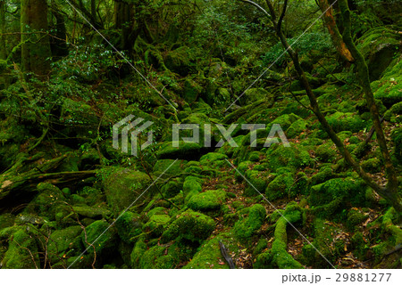 鹿児島　屋久島　白谷雲水峡 29881277