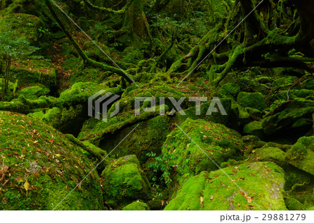 鹿児島 屋久島 白谷雲水峡 鹿児島 屋久島 白谷雲水峡 29881279