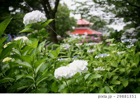 あじさい寺（千光寺）の紫陽花 29881351