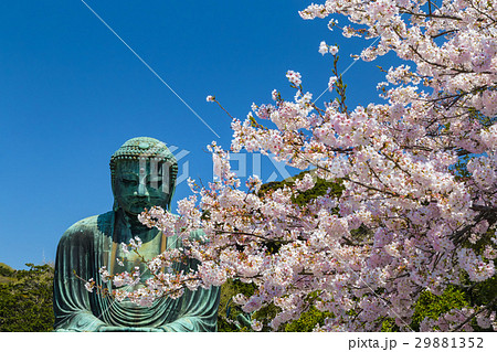 鎌倉大仏 桜 鎌倉大仏 桜 29881352