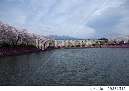 谷地沼親水公園の桜 谷地沼親水公園の桜 29881515