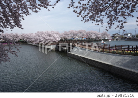 谷地沼親水公園の桜 29881516