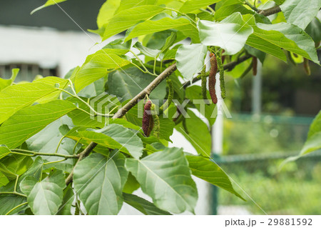 桑 桑の実 クワ 29881592