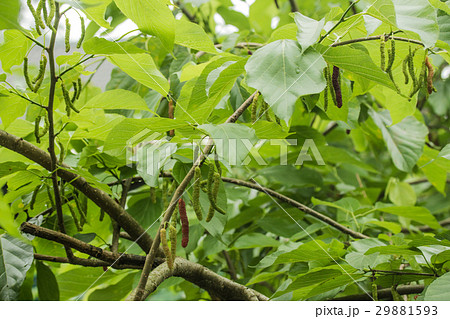 桑 桑の実 クワ 29881593