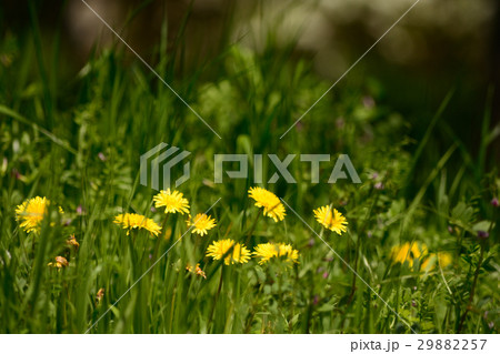 たんぽぽの花 たんぽぽの花 29882257