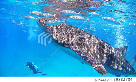 ジンベイザメ 自然 野生 水中写真 ジンベイザメ 自然 野生 水中写真 29882704