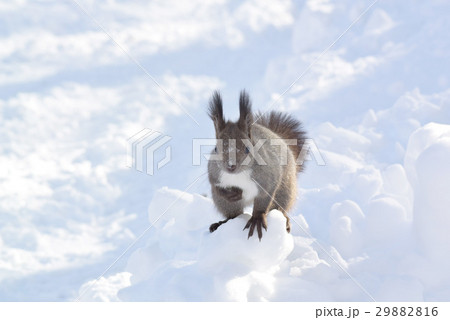 エゾリス 29882816