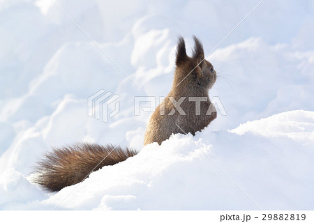 エゾリス 29882819