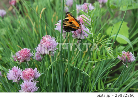 Flowering chives and butterfly in the summer Flowering chives and butterfly in the summer 29882860