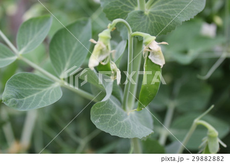 Ripe green peas in the summer garden 19945 Ripe green peas in the summer garden 19945 29882882