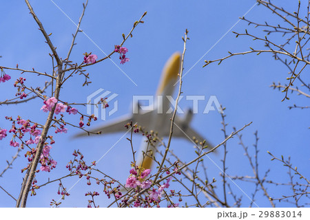 花と飛行機の写真素材