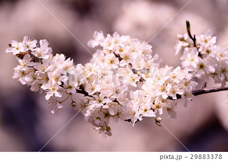 すももの花 29883378
