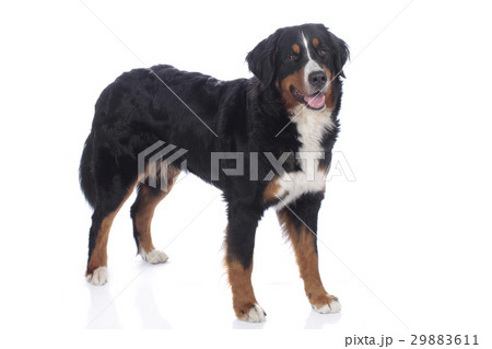 Bernese mountain dog 29883611