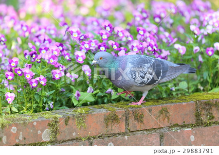 花壇を歩くドバト 29883791