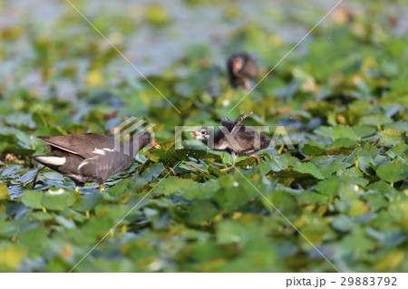 バンの親子 29883792