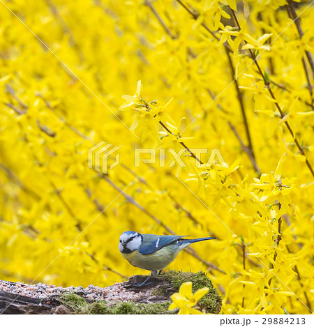 Tit, Blue mansion in winter eating seeds and fat 29884213