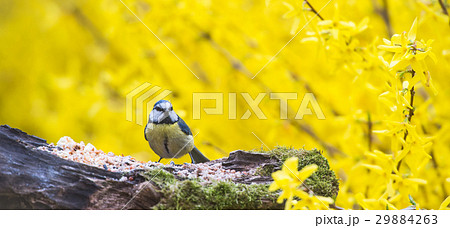 Tit, Blue mansion in winter eating seeds and fat Tit, Blue mansion in winter eating seeds and fat 29884263