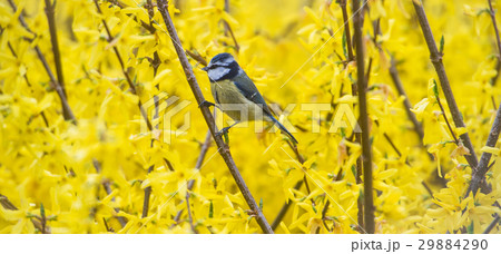 Tit, Blue mansion in winter eating seeds and fat 29884290