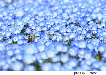 春の花壇 青い花の写真素材