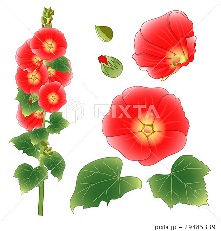 Alcea Rosea - hollyhocks, Aoi Alcea Rosea - hollyhocks, Aoi 29885339