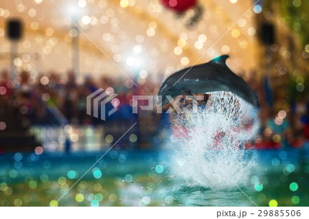 Two dolphins at dolphinarium Two dolphins at dolphinarium 29885506