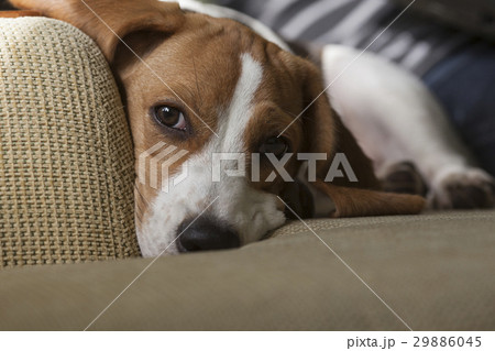 Young beagle laying on sofa. Young beagle laying on sofa. 29886045