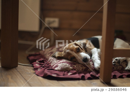 Beagle puppy lies on the pillow. Beagle puppy lies on the pillow. 29886046