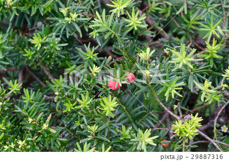 オンコの実 29887316