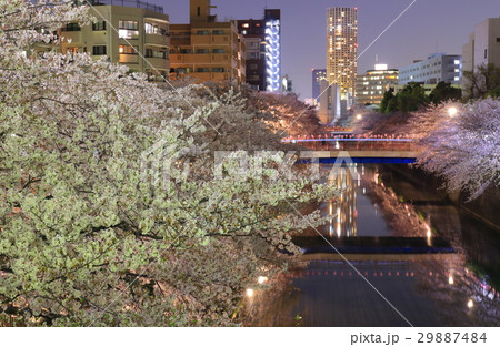 目黒川 桜並木夜桜 目黒川 桜並木夜桜 29887484