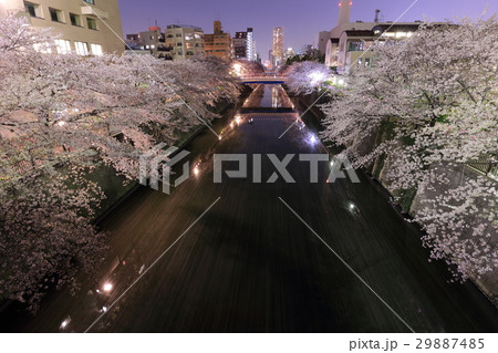 目黒川 桜並木夜桜 目黒川 桜並木夜桜 29887485